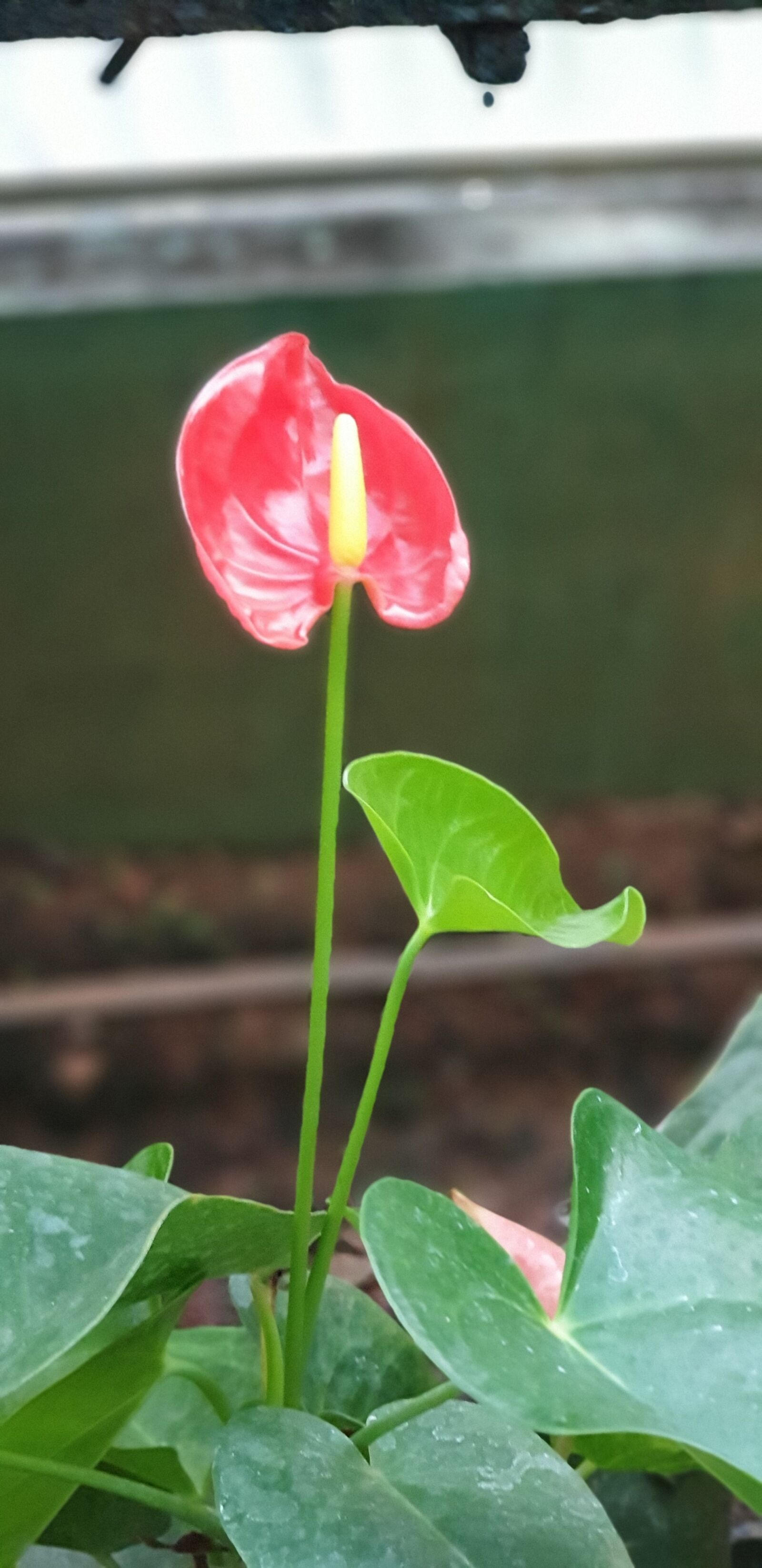 Samsung Galaxy Note9 sample photo. Flower leaf, greenery red photography
