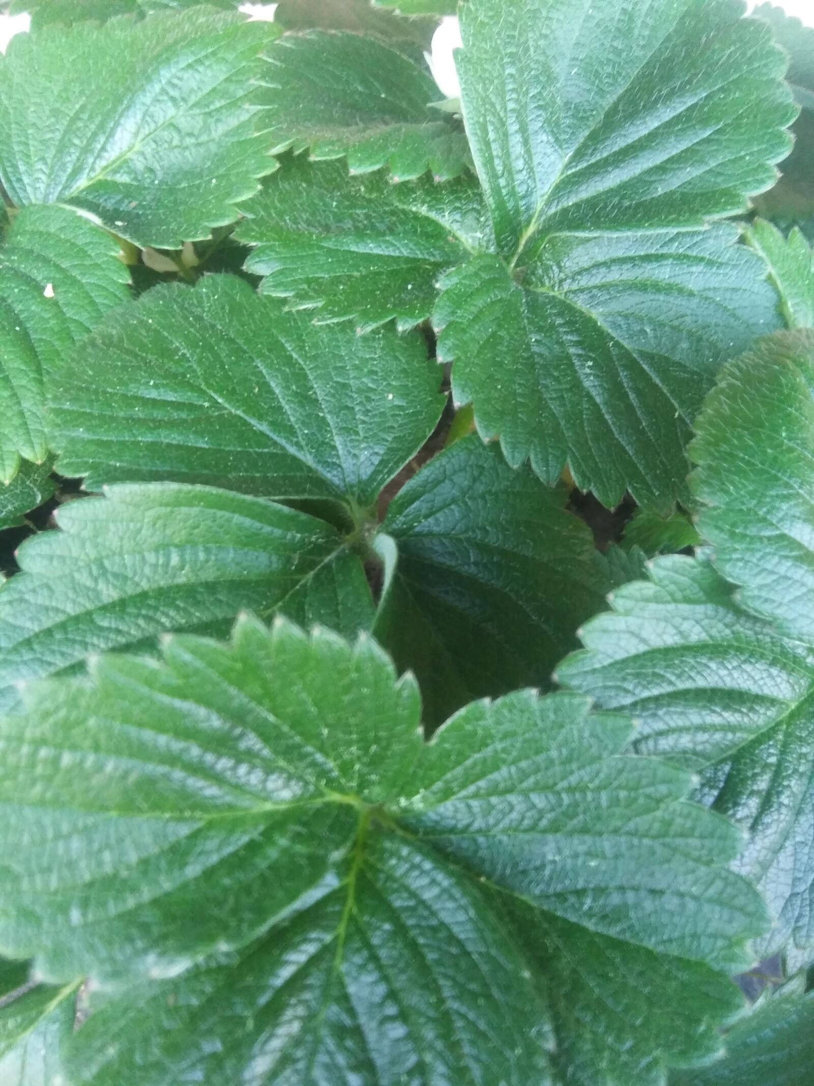 LG K8(2018) sample photo. Strawberry, leaves, greenery photography