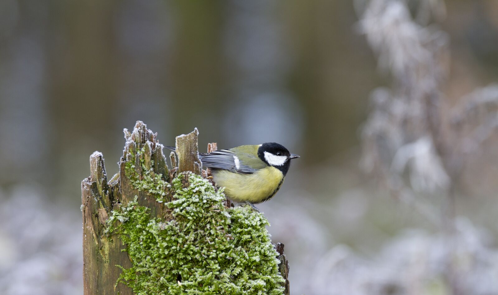 Canon EOS 7D sample photo. Coal tit, bird, birds photography