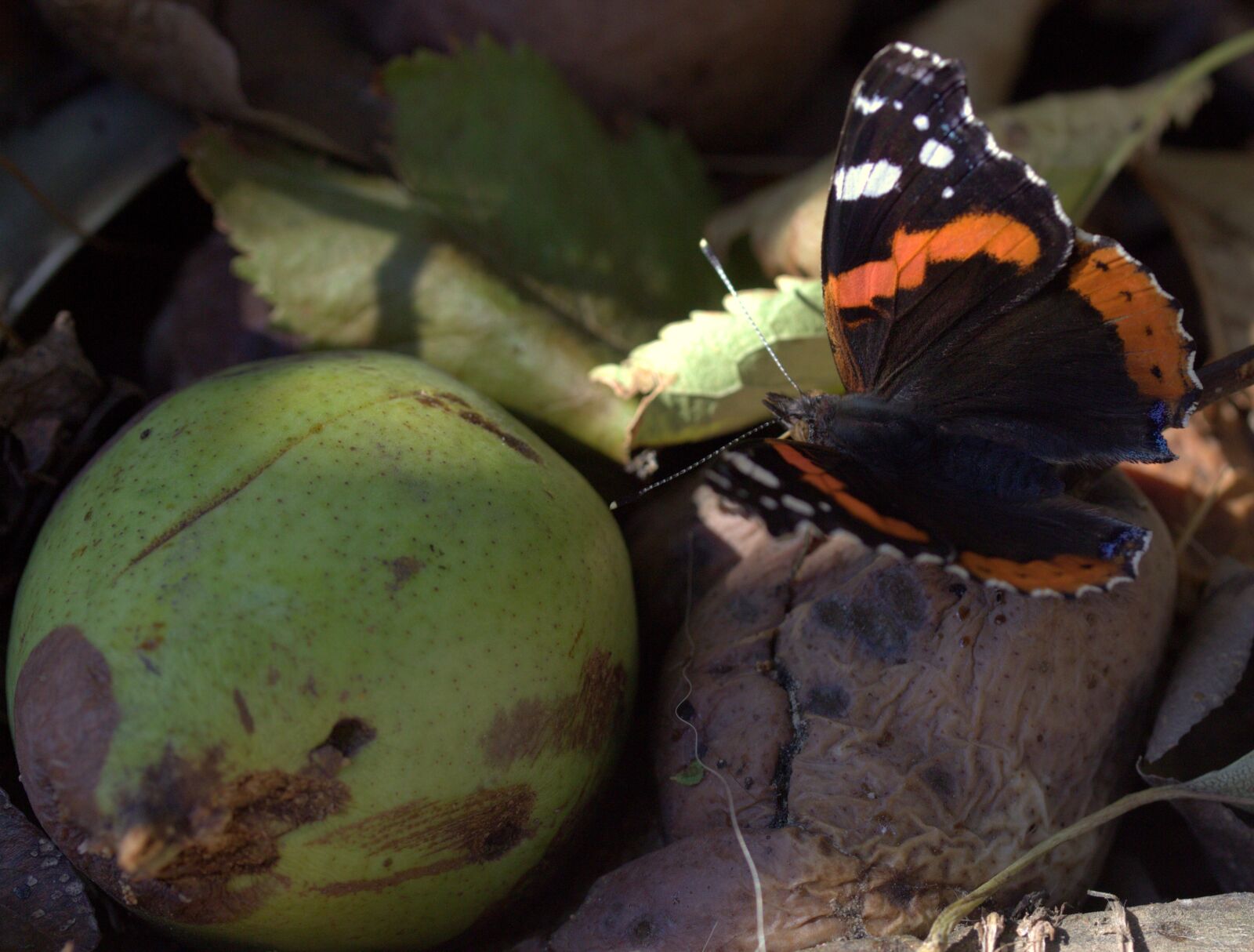 Canon EF-S 60mm F2.8 Macro USM sample photo. Butterfly, black, red photography