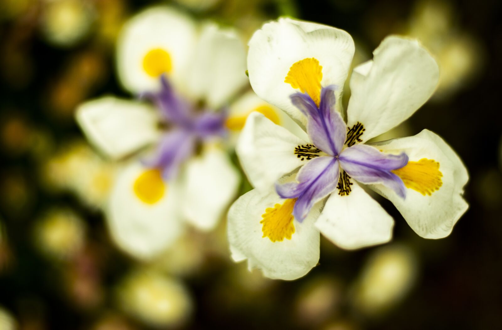 Nikon D3300 sample photo. Flower, bloom, spring photography