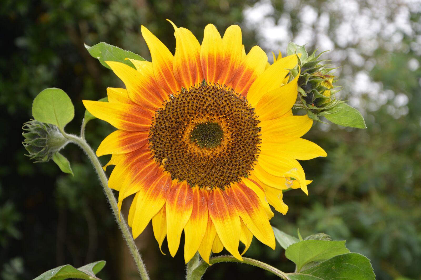 Nikon D5200 sample photo. Sunflower, flowers sunflower, yellow photography