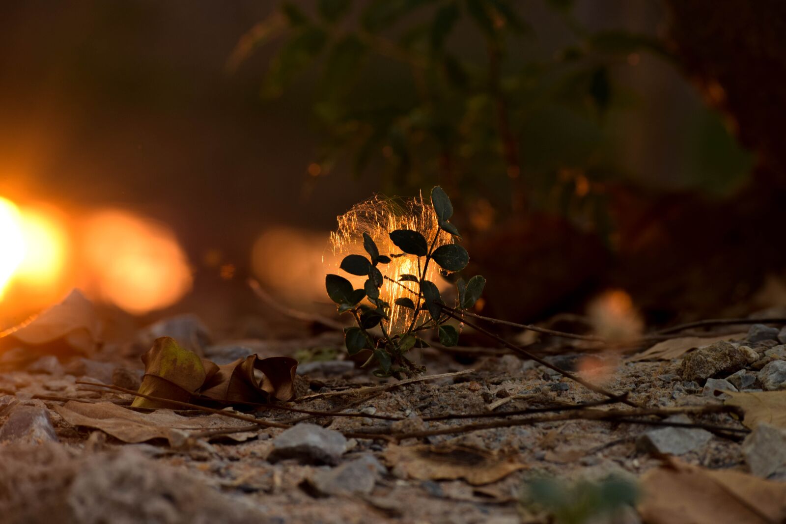 Nikon D5300 sample photo. Light, orange, light guard photography