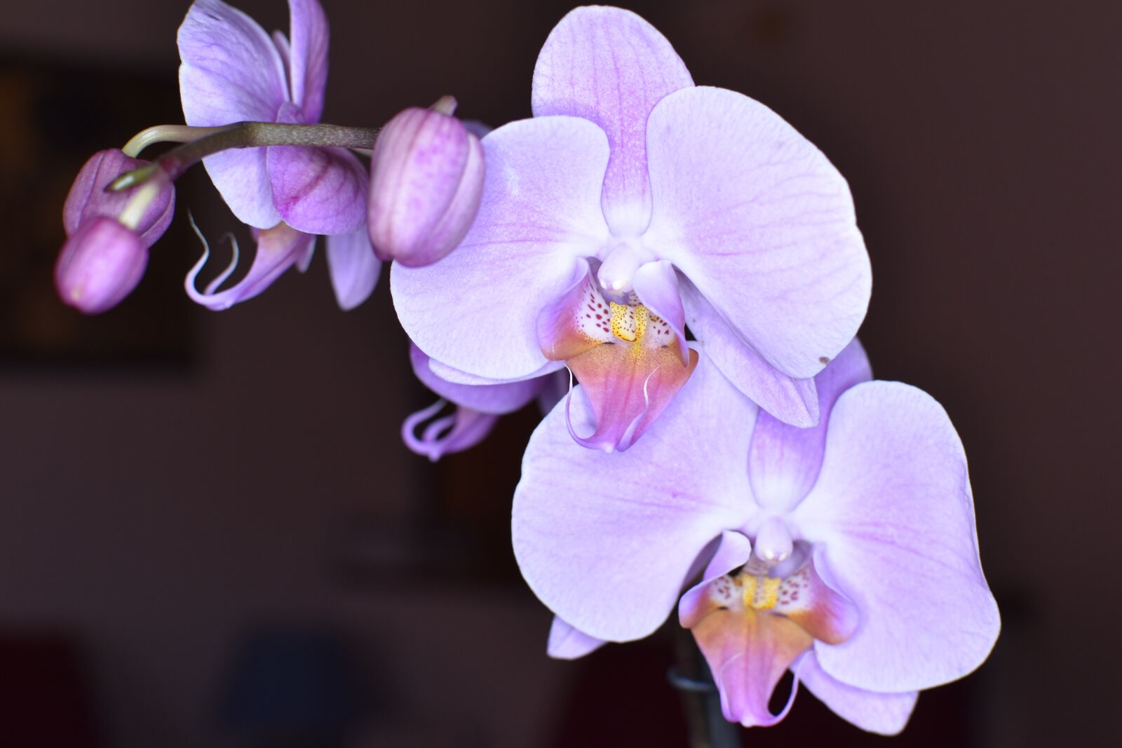 Nikon D5600 sample photo. Orchids, flowers, orchid photography