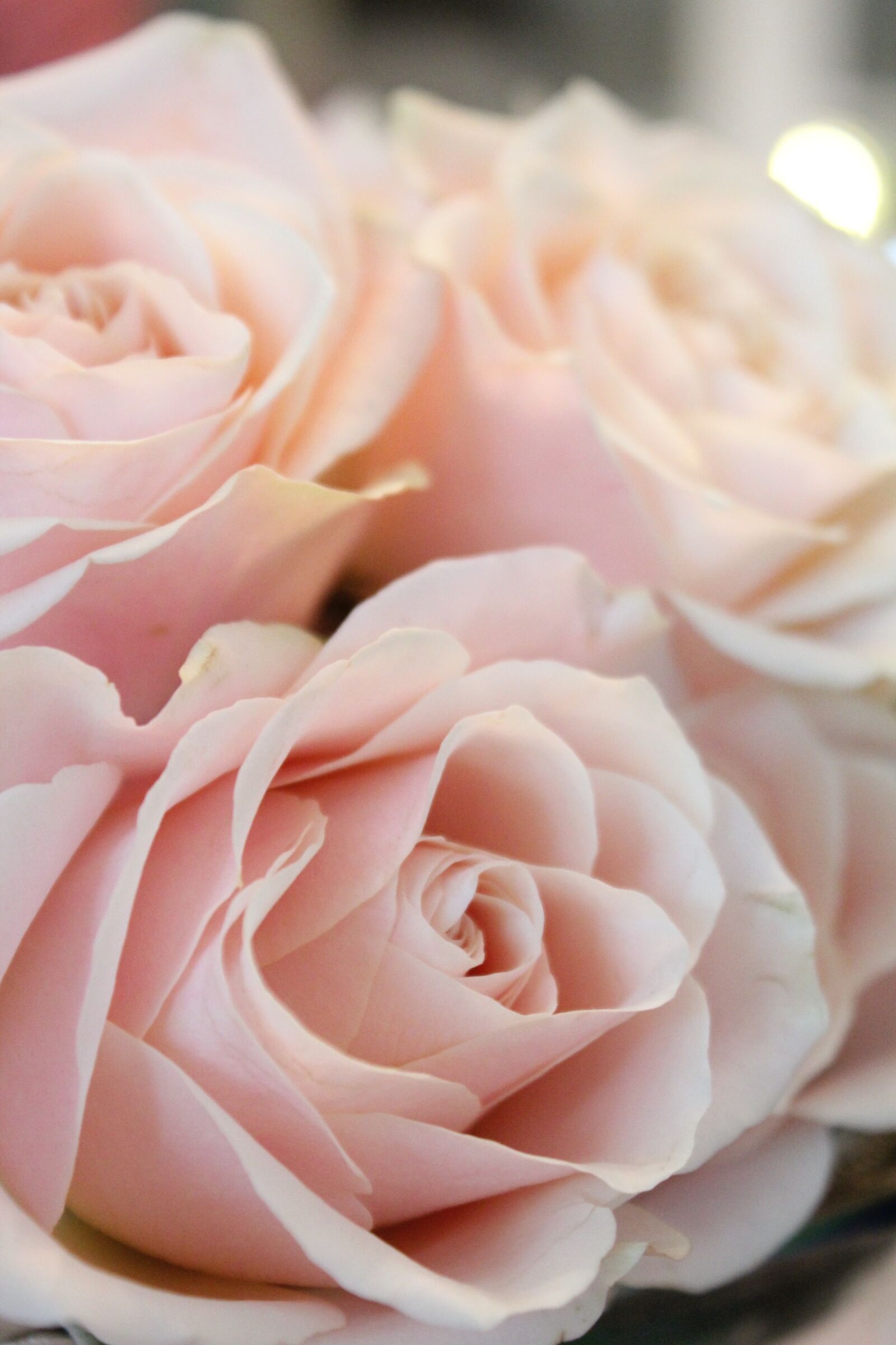 Canon EOS 600D (Rebel EOS T3i / EOS Kiss X5) sample photo. Flower, rose, nature photography