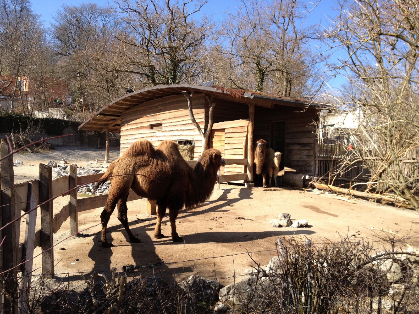 Apple iPhone 4S sample photo. Zoo, camel, zurich photography