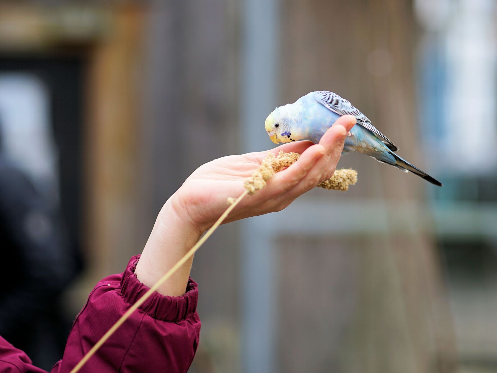 Sony a7 II + Sony FE 85mm F1.8 sample photo. Hand, budgie, feeding photography