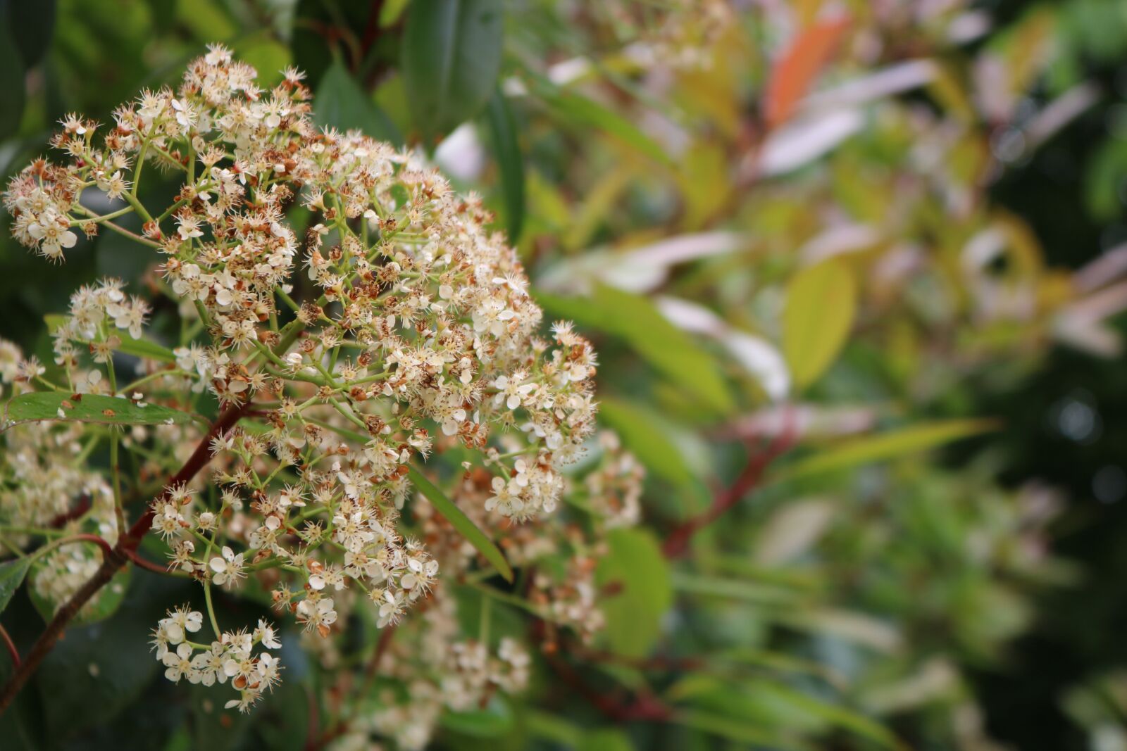 Canon EOS 750D (EOS Rebel T6i / EOS Kiss X8i) sample photo. Spring, flowers photography