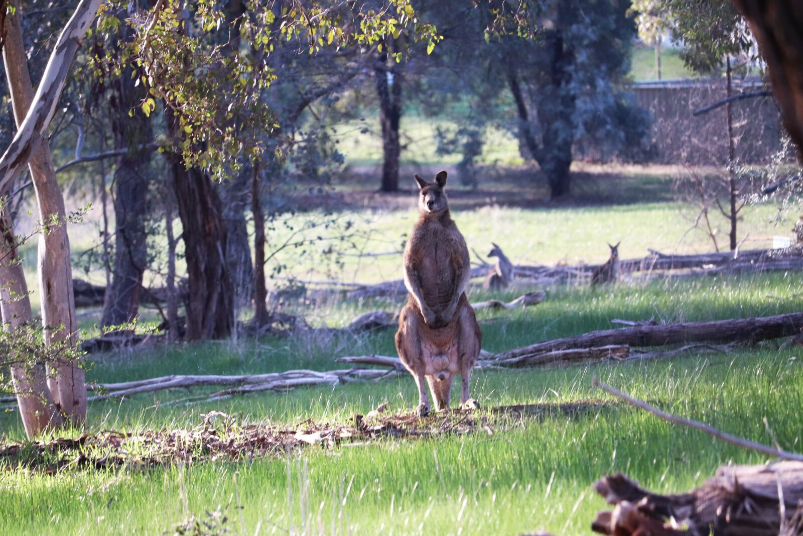 Canon EF-S 55-250mm F4-5.6 IS STM sample photo. Kangaroos, wild, animals photography