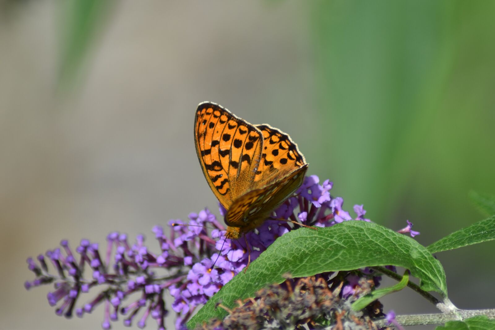 Nikon D3500 sample photo. Butterfly, nature, insect photography