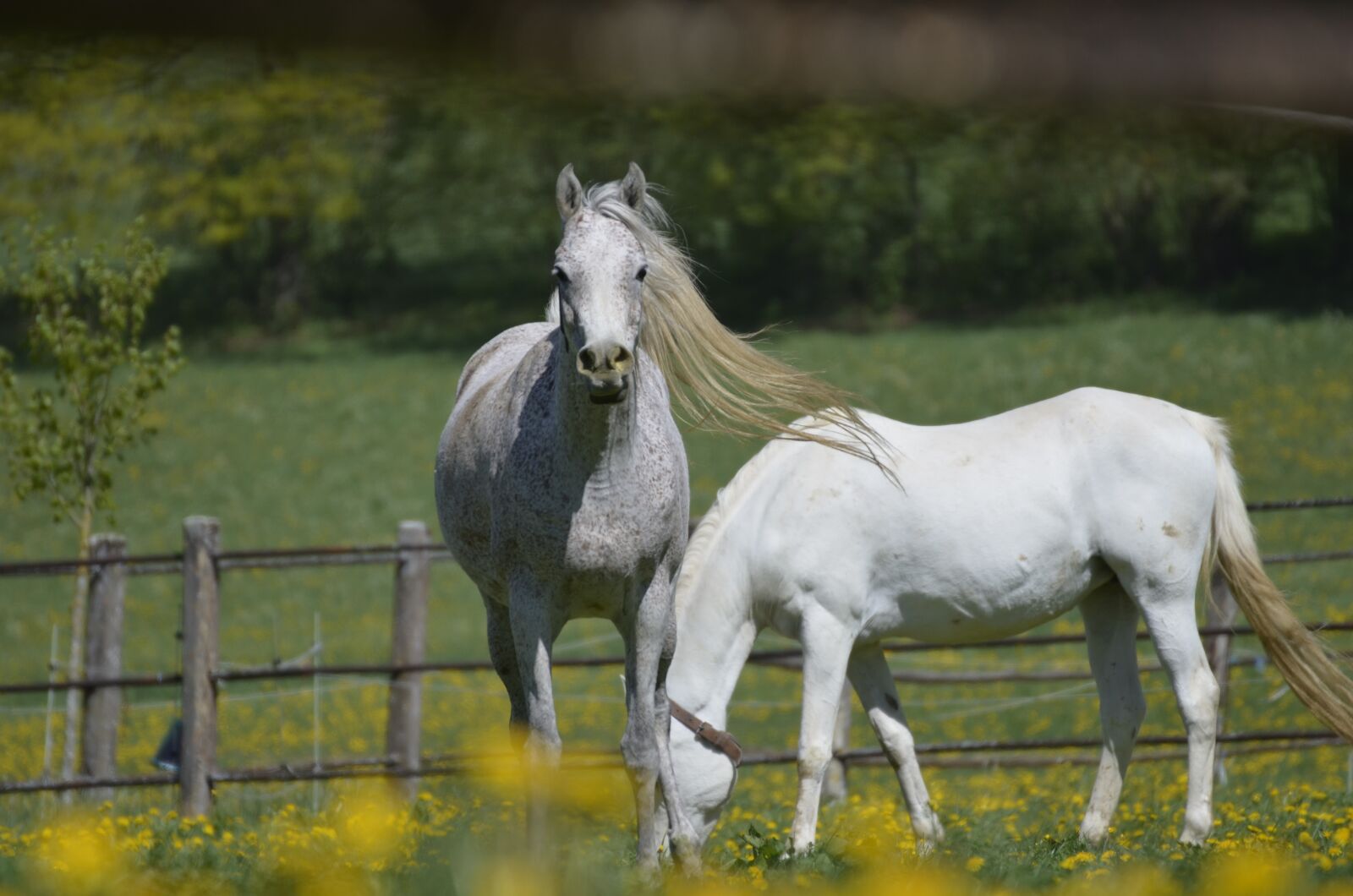 Nikon D5100 sample photo. Mold, mare, main and photography