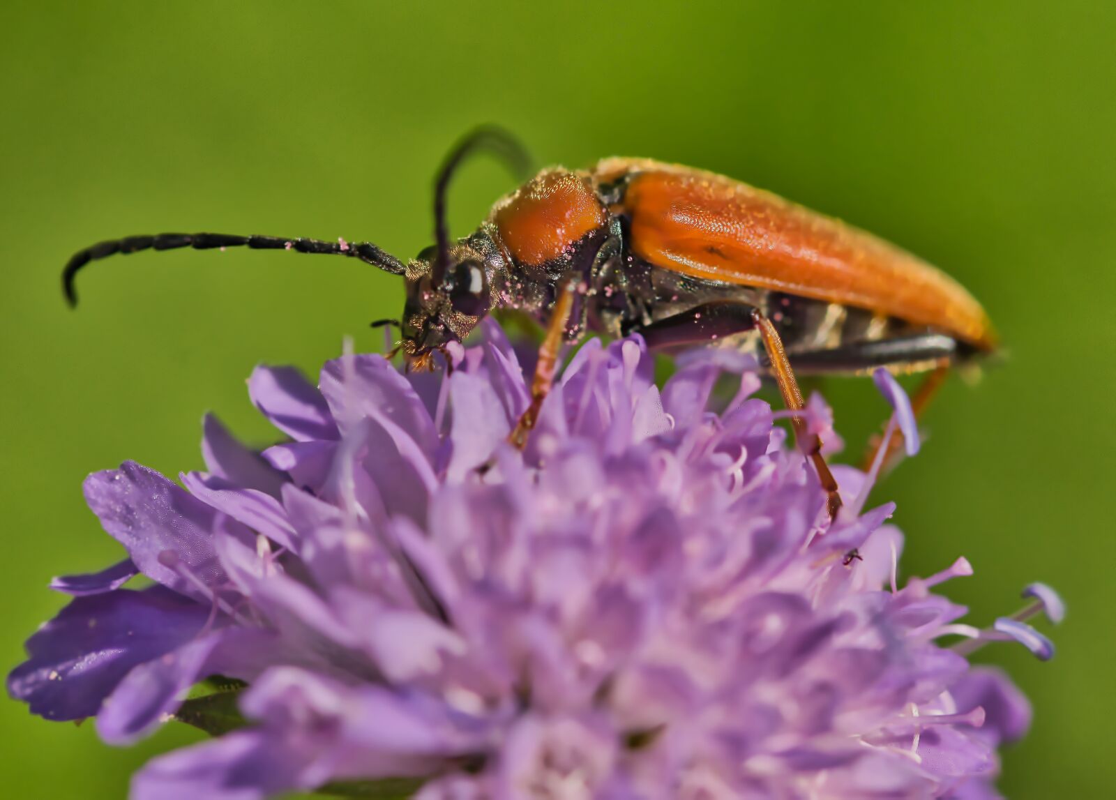 Nikon D5300 sample photo. Beetle, close up, insect photography