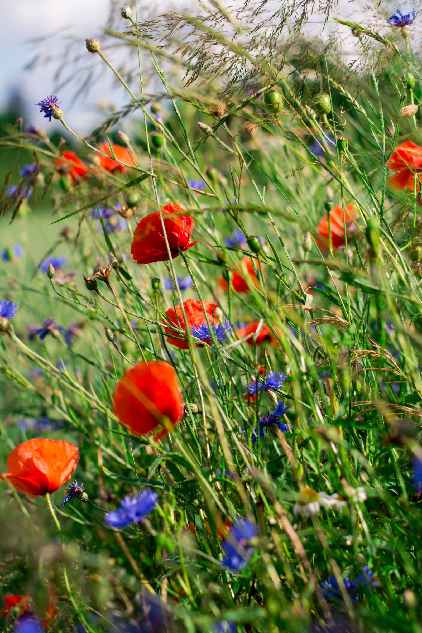Nikon D5200 sample photo. Poppies, charby, flowers photography