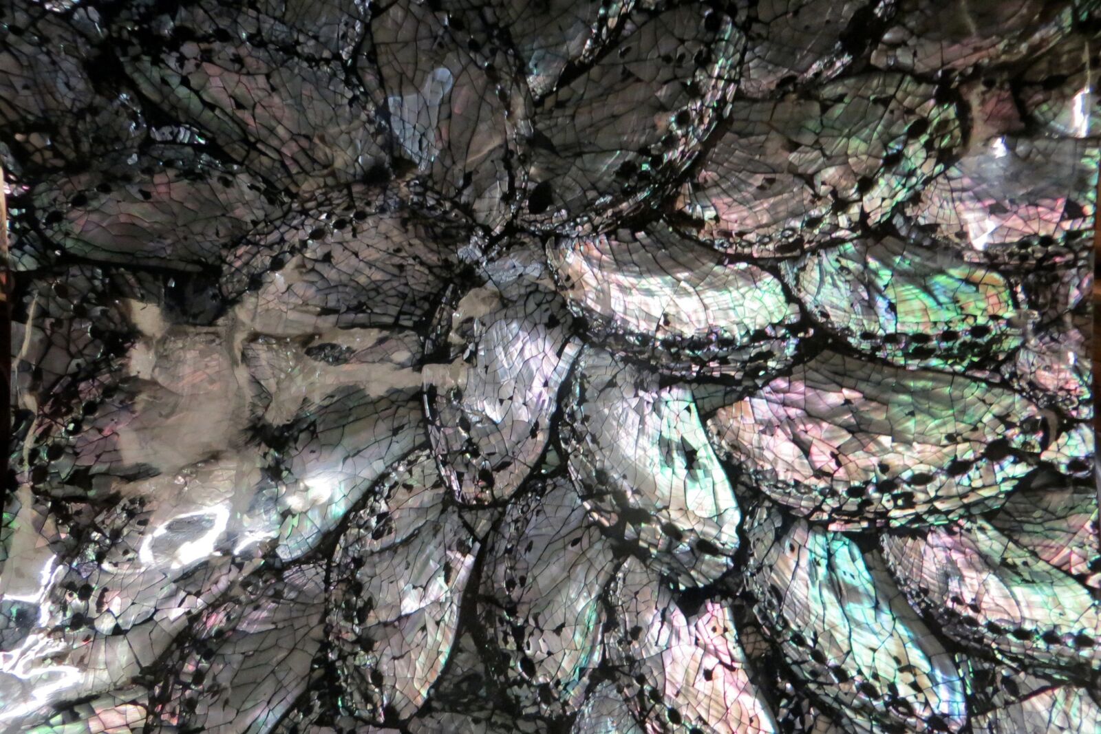 Canon PowerShot SX260 HS sample photo. Abalone, shells, miniature photography