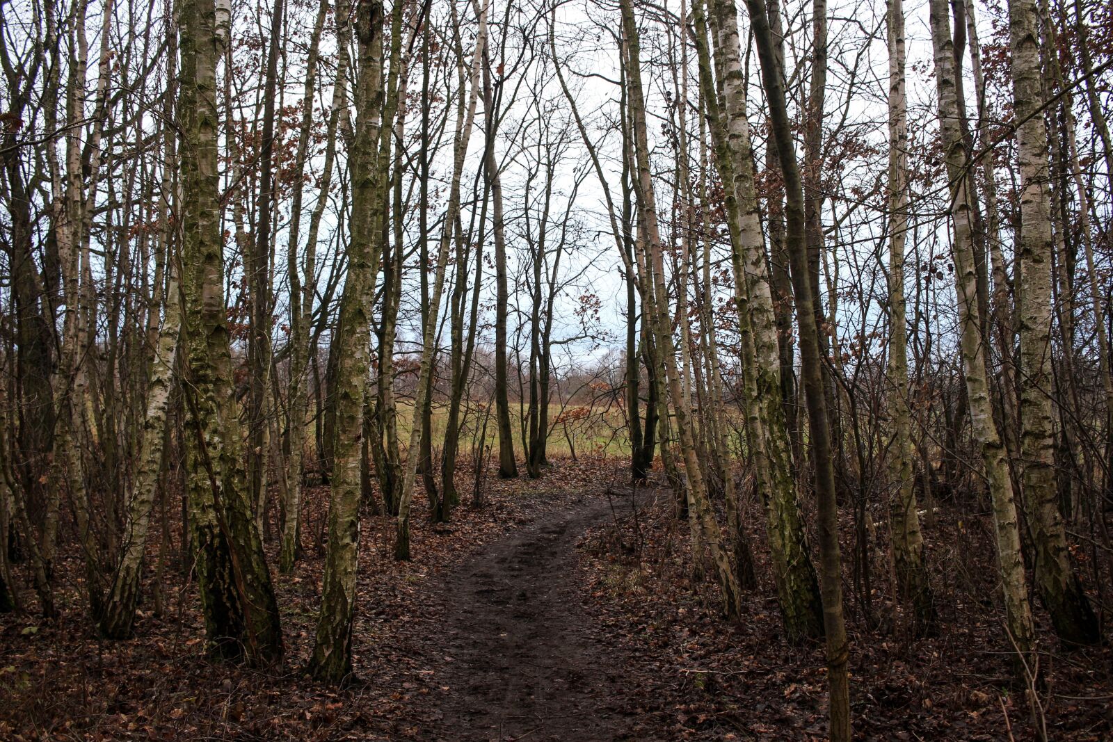 Canon EF-S 24mm F2.8 STM sample photo. Forest, away, forest path photography
