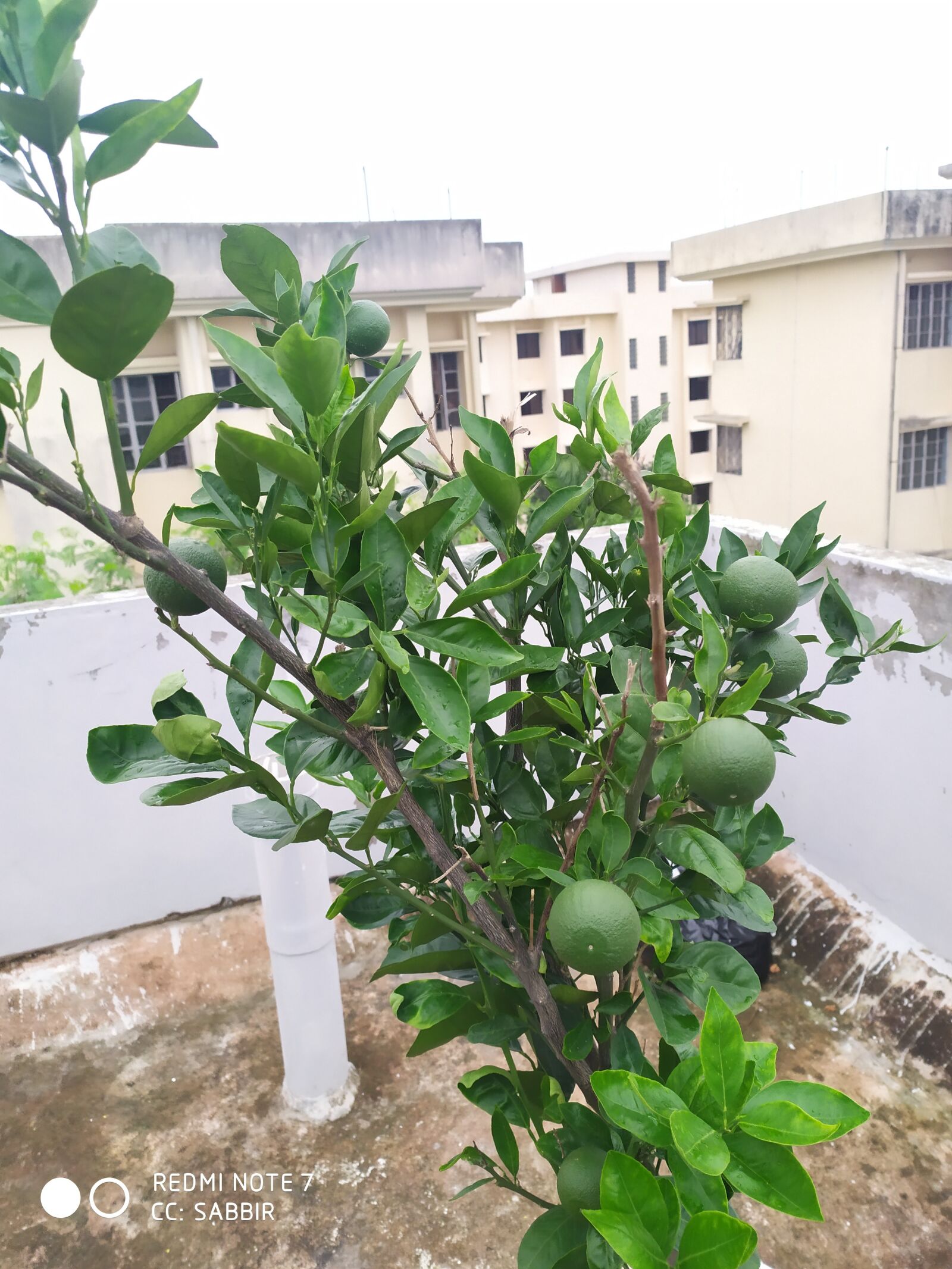 Xiaomi Redmi Note 7 sample photo. Nature, beauty, fruits photography