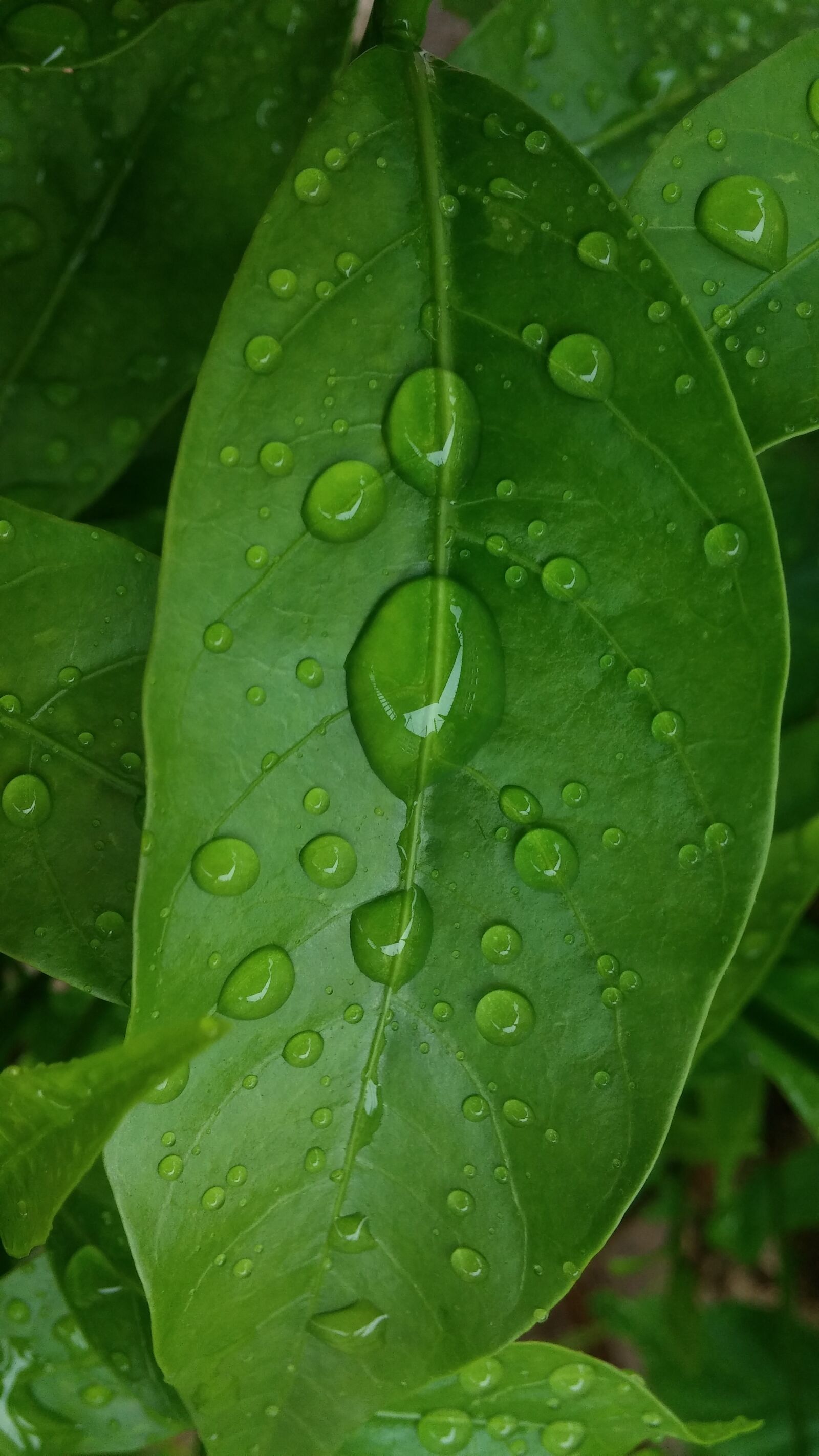 LG G2 sample photo. Leaves, abstract background, rain photography