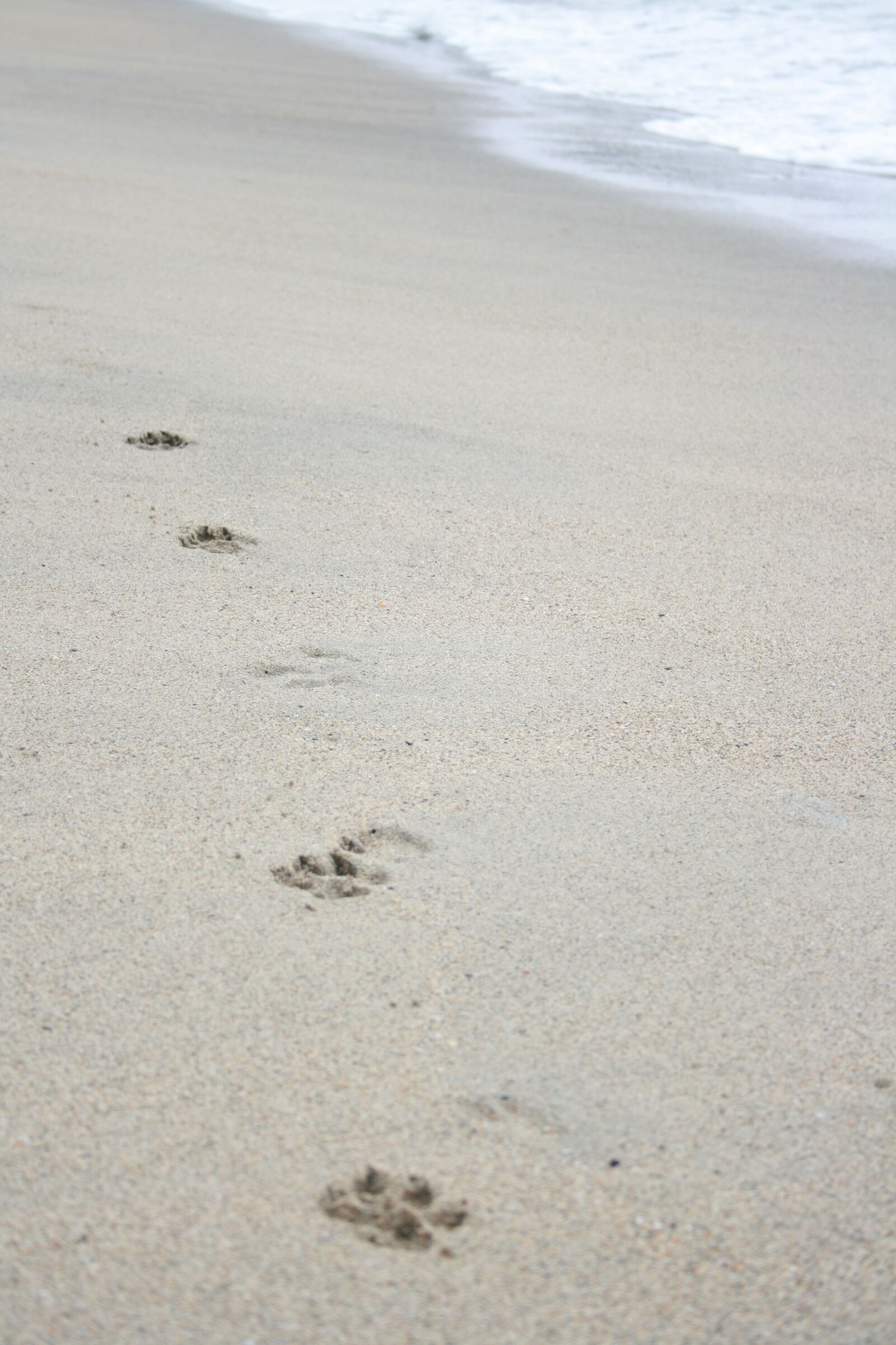 Canon EOS 400D (EOS Digital Rebel XTi / EOS Kiss Digital X) sample photo. Beach, footprint, dogpaw photography
