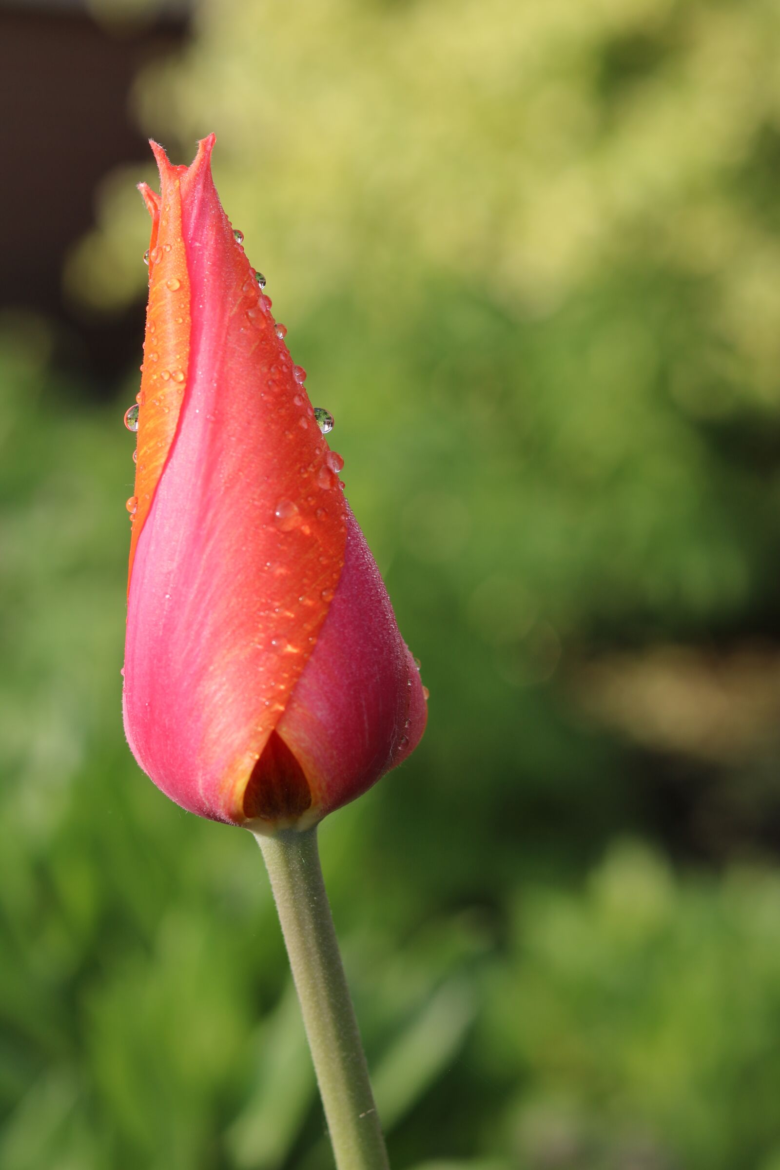 Canon EOS 760D (EOS Rebel T6s / EOS 8000D) + Canon EF 50mm F1.8 STM sample photo. Tulip, nature, spring photography