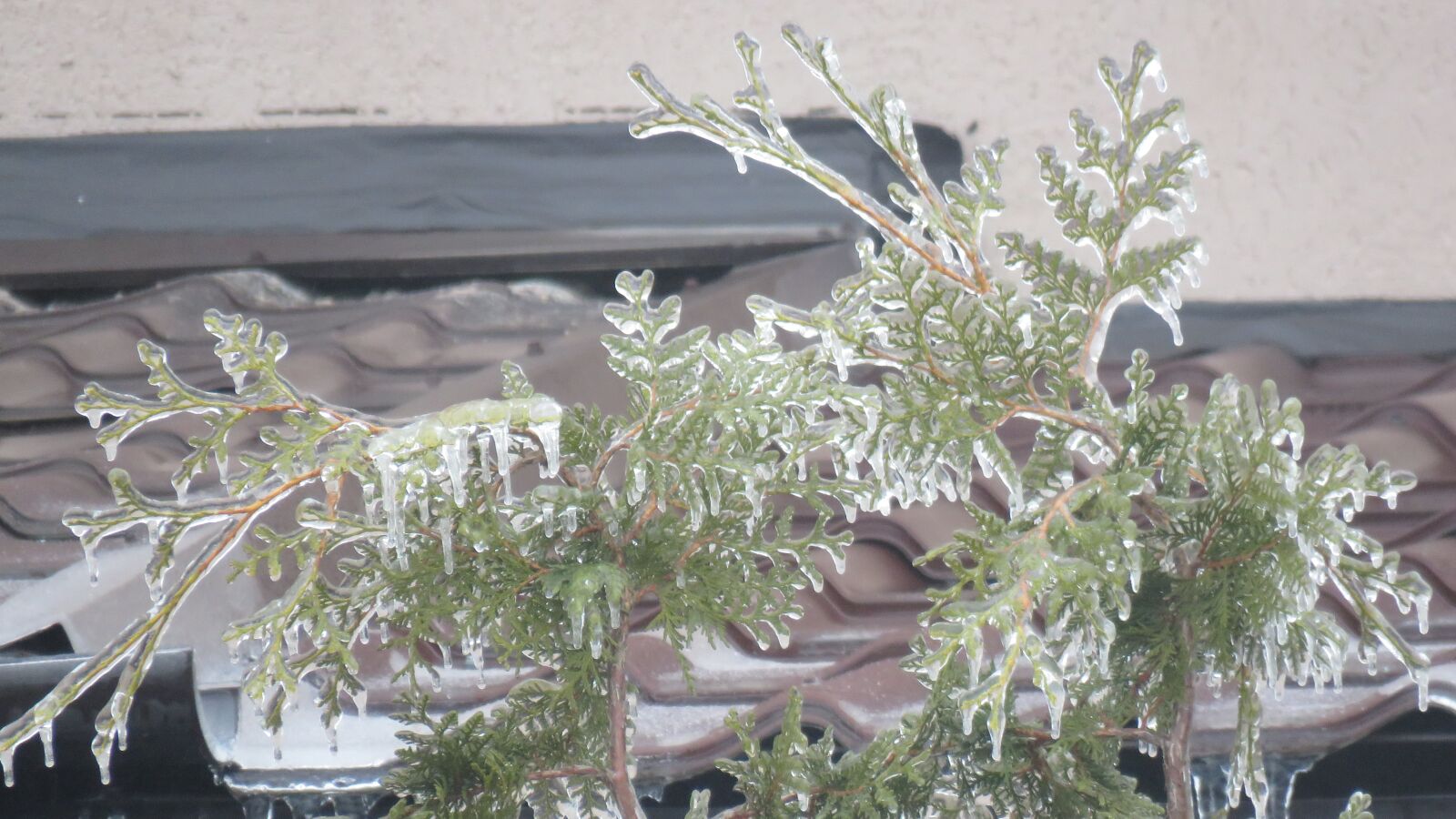 Canon PowerShot SX60 HS sample photo. Hoarfrost, winter, the ice photography