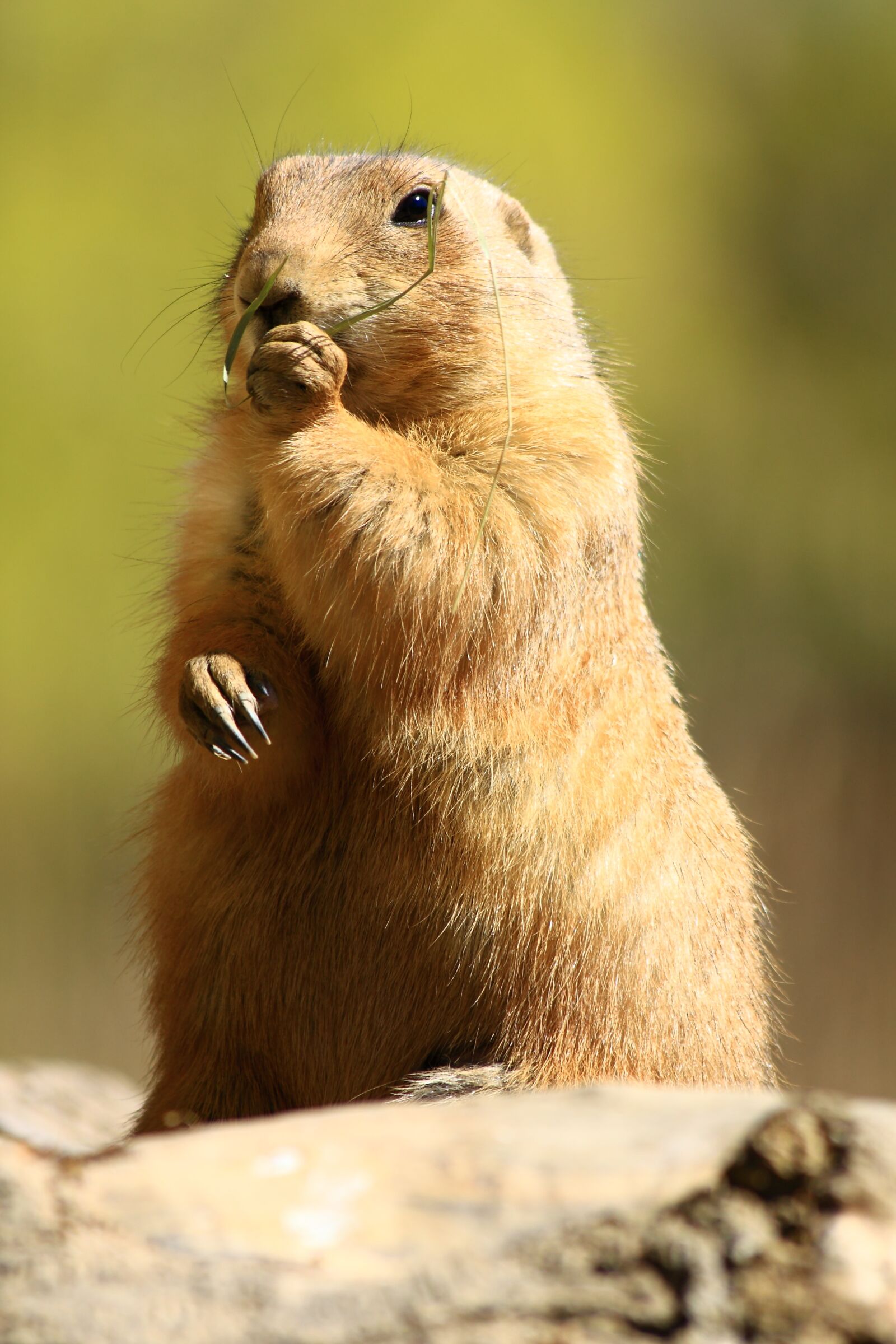Canon EOS 450D (EOS Rebel XSi / EOS Kiss X2) sample photo. Prairie dog, standing, zoo photography