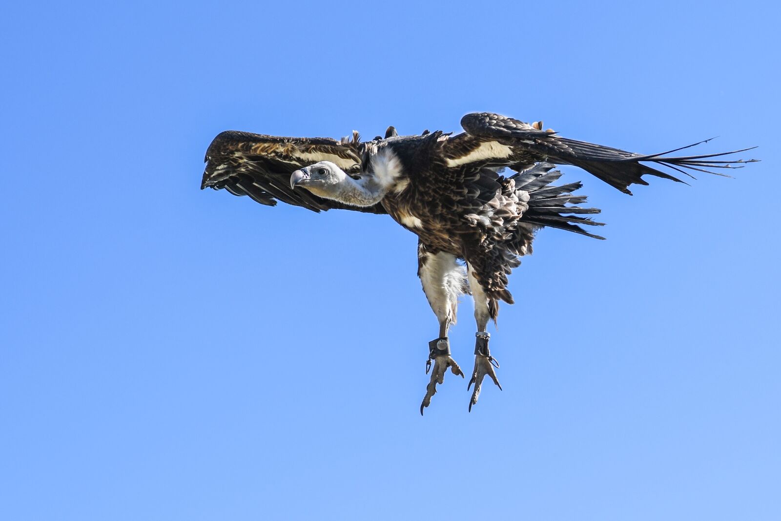 Tokina AT-X Pro 100mm F2.8 Macro sample photo. Vulture, flight, landing photography