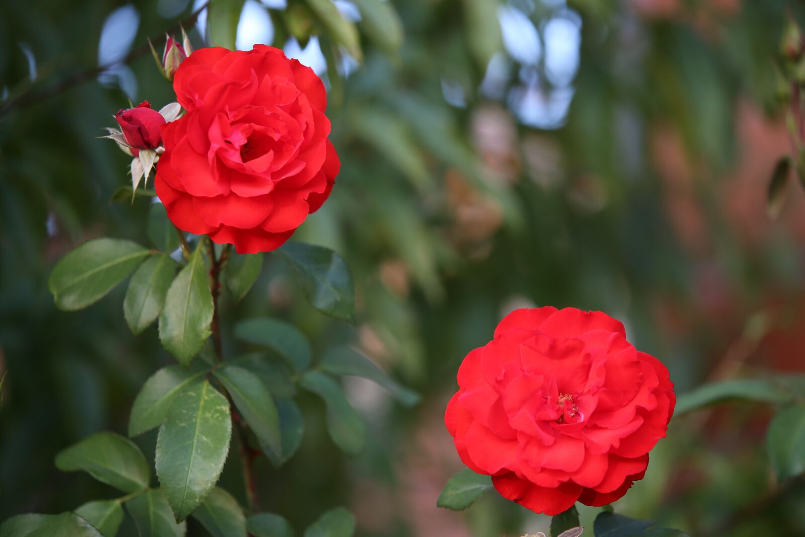 Tamron 70-210mm F4 Di VC USD sample photo. Red roses, bloom, red photography