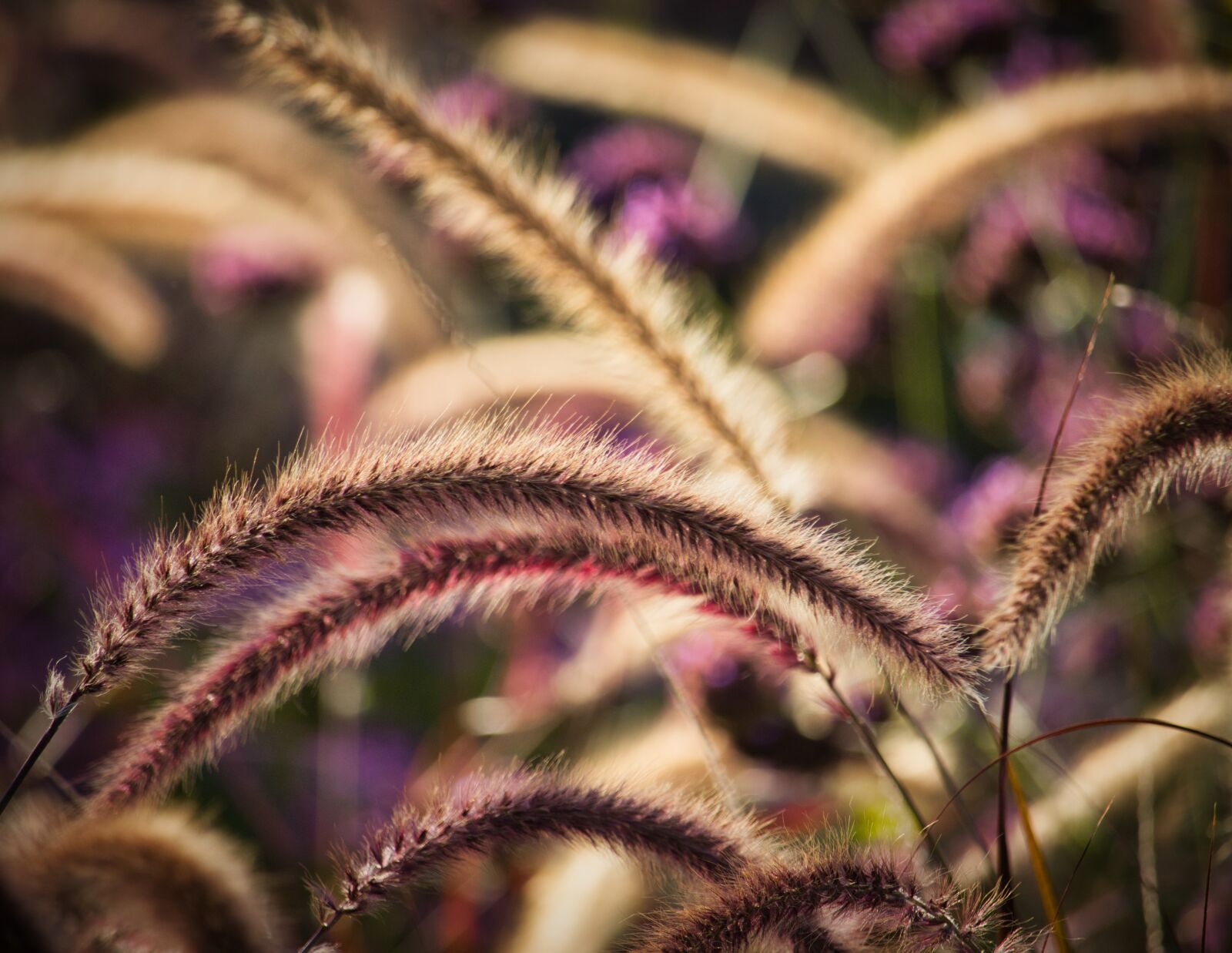Canon EOS 200D (EOS Rebel SL2 / EOS Kiss X9) sample photo. Grasses, autumn bright, light photography