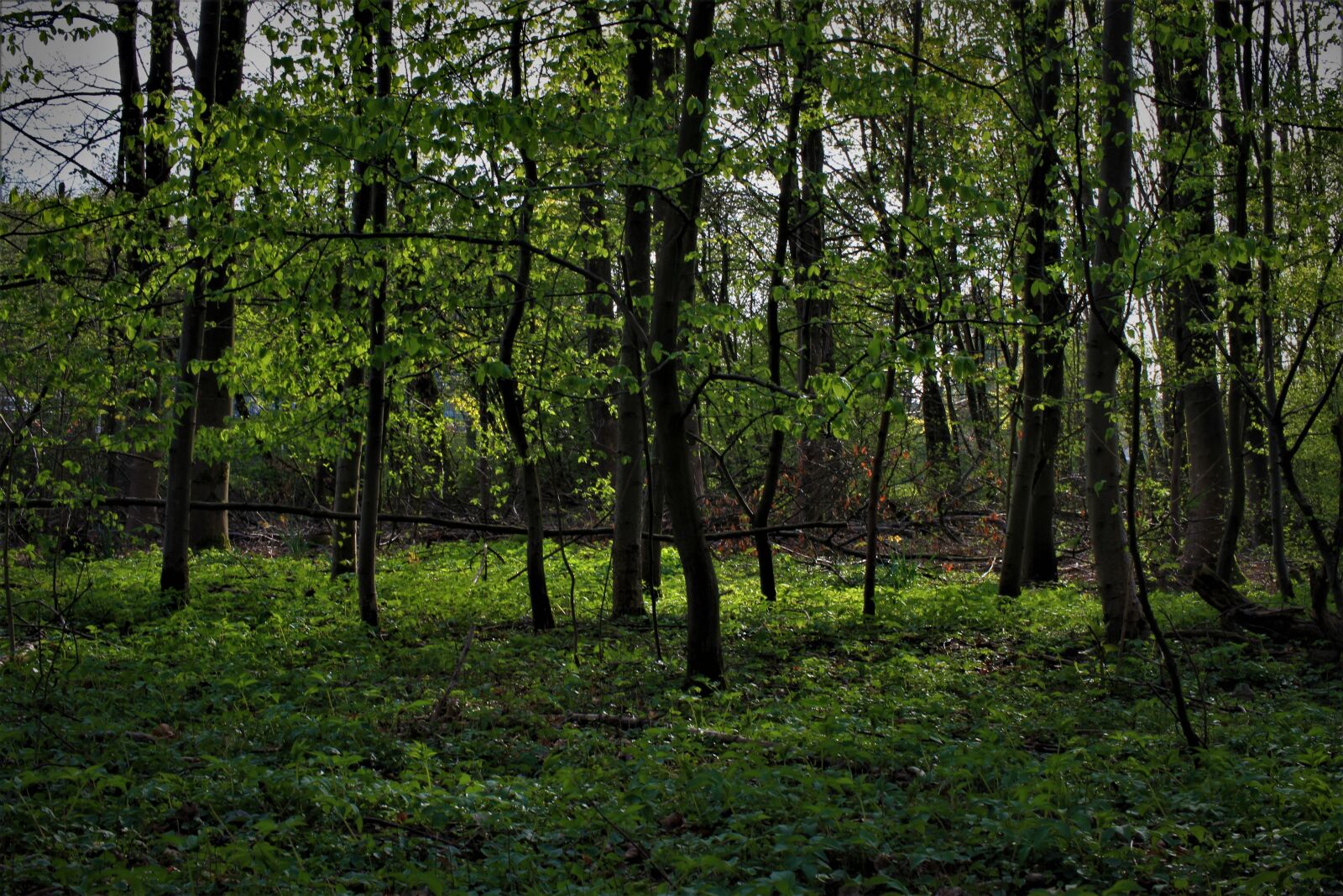 Canon EOS 7D sample photo. Forest, green, spring photography