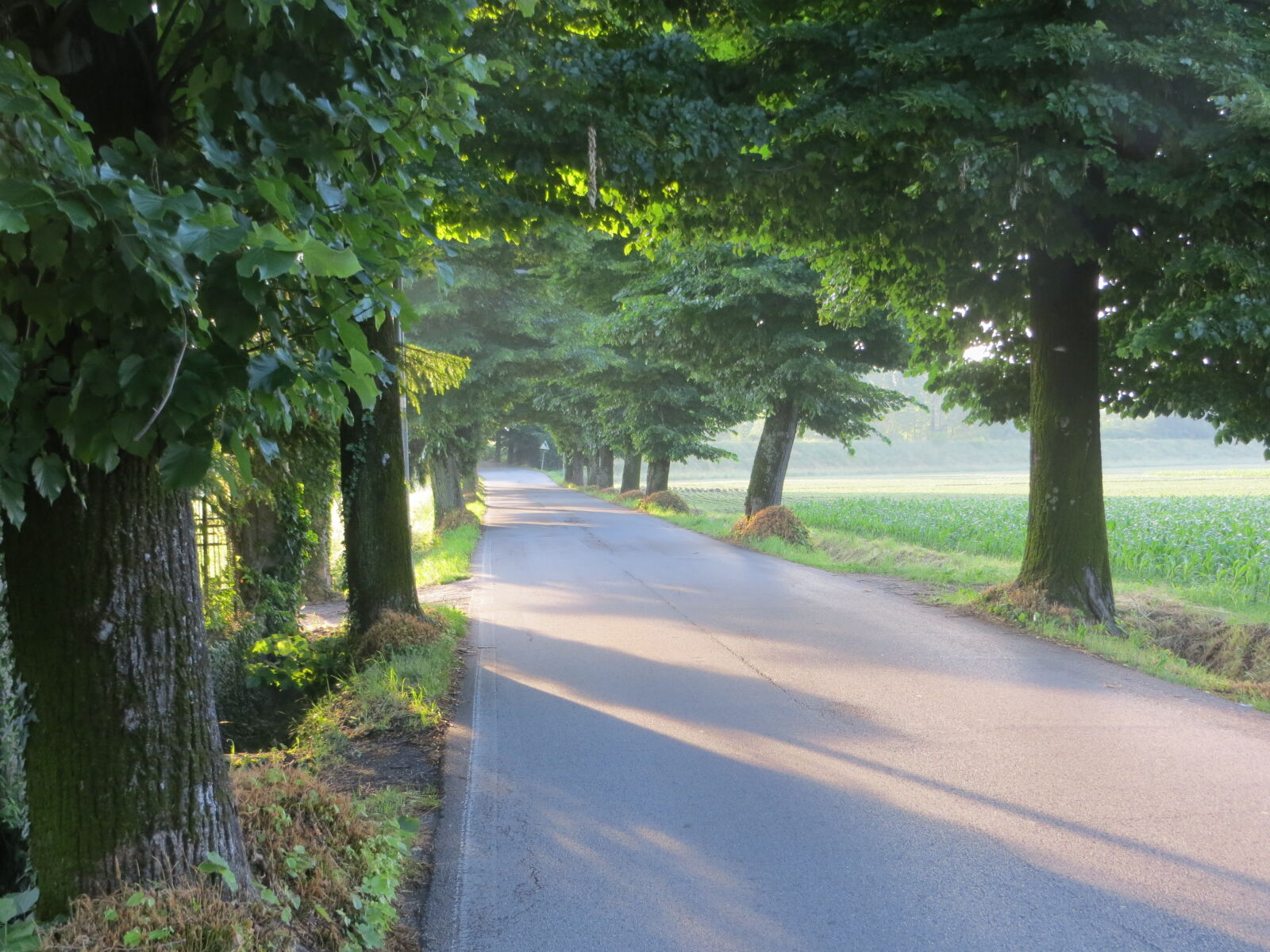 Canon PowerShot SX260 HS sample photo. Italy, small, road photography