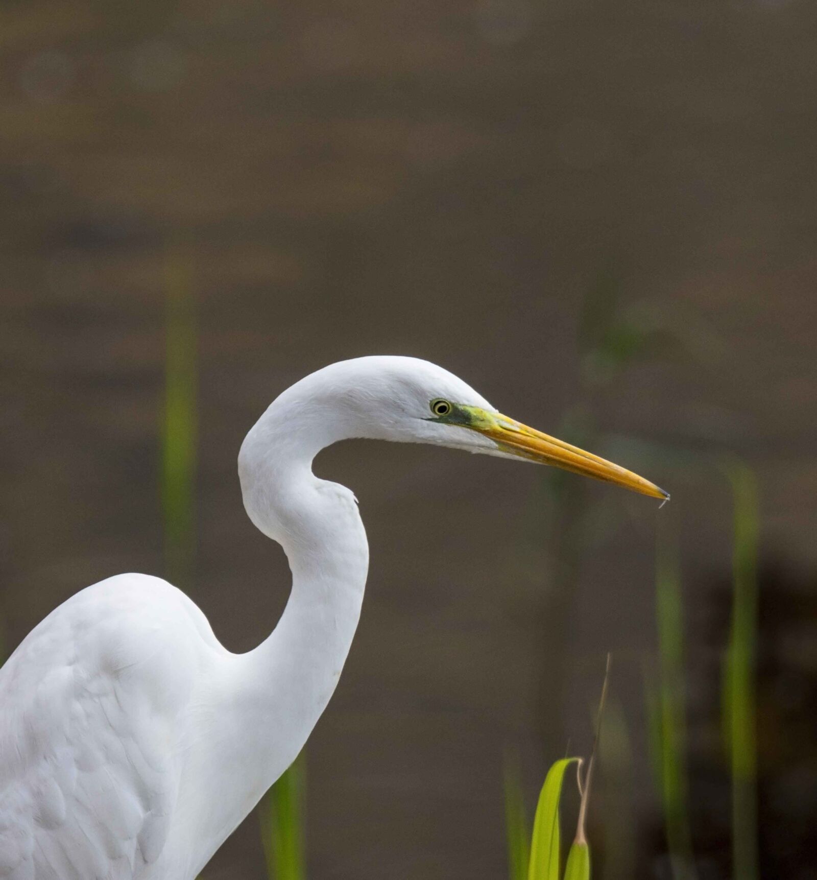 Nikon D7200 sample photo. Heron, bird, lake photography