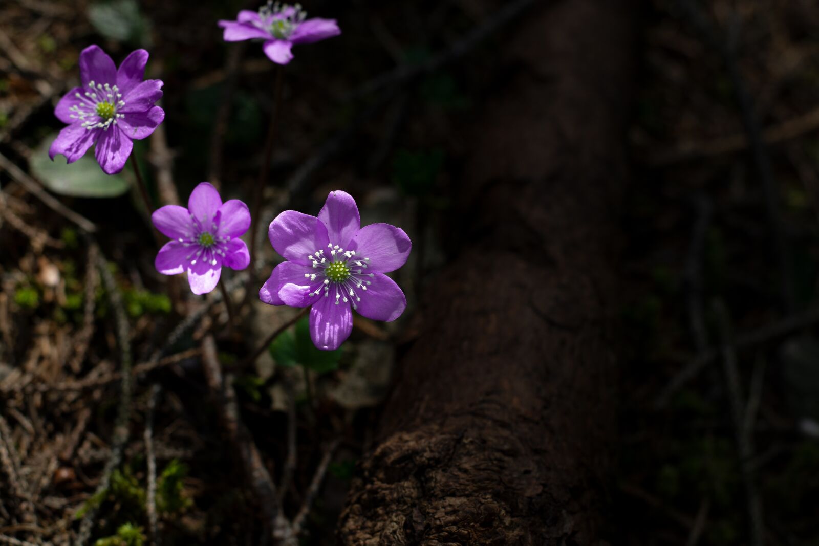 Nikon D7100 sample photo. Flower, flowers, purple photography