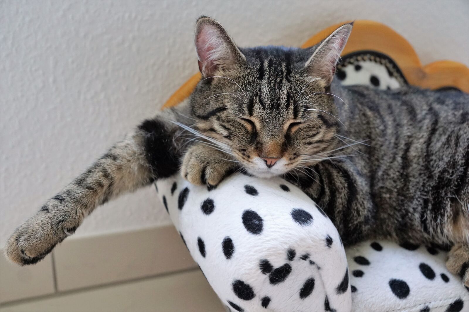 Sony ILCA-77M2 + Sony DT 16-50mm F2.8 SSM sample photo. Cat, rest, tiger photography