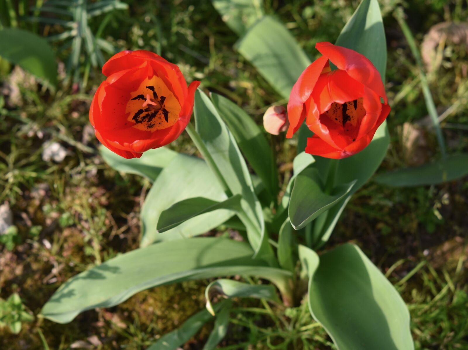 Nikon D5600 sample photo. Flower, flowers, tulips red photography