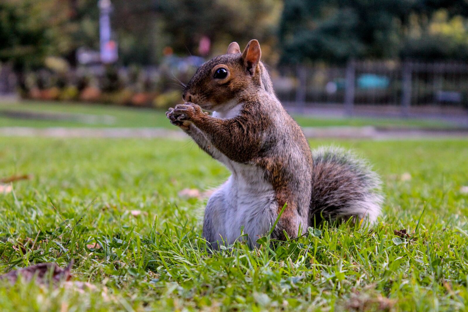 Canon EOS 1100D (EOS Rebel T3 / EOS Kiss X50) sample photo. Squirrel, landscape, nature photography