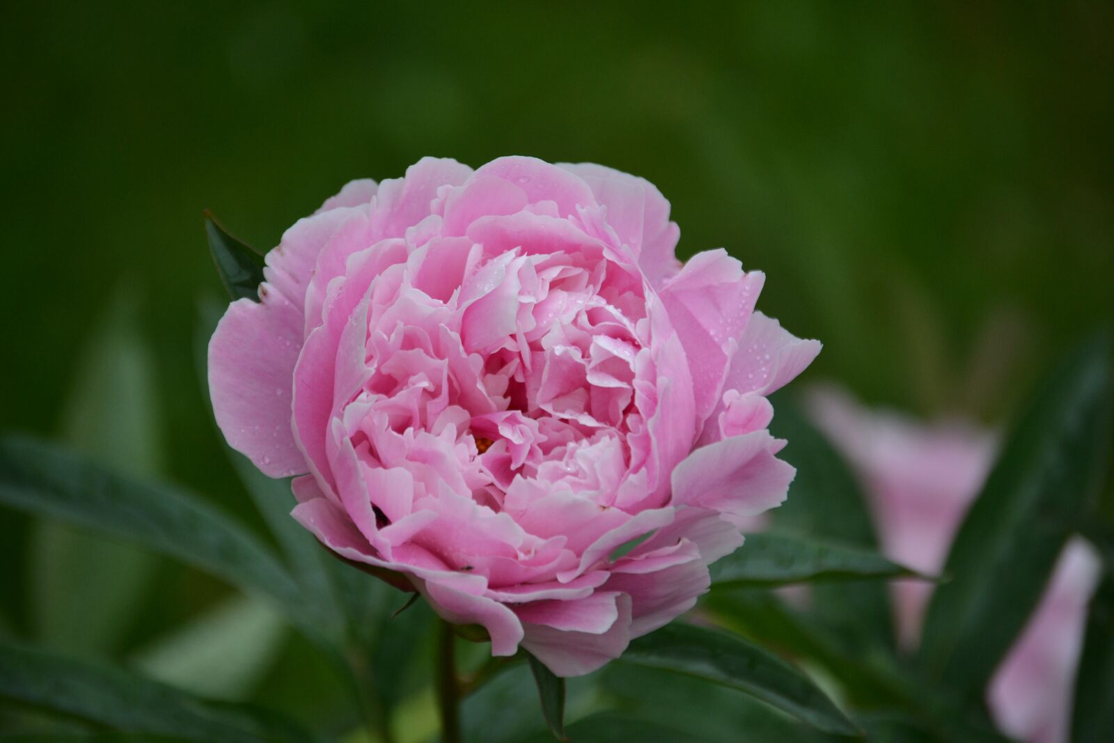 Nikon D3100 sample photo. Flower, grass, the peony photography