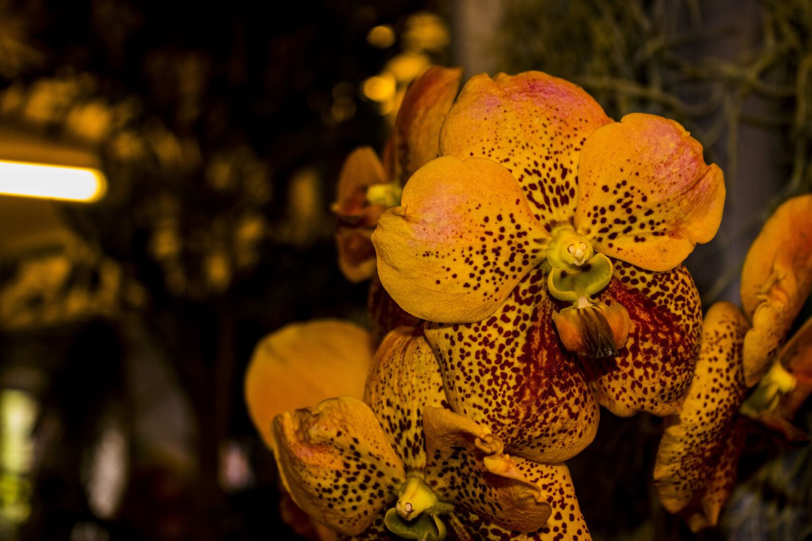Canon EOS 80D sample photo. Flower, yellow, orange photography