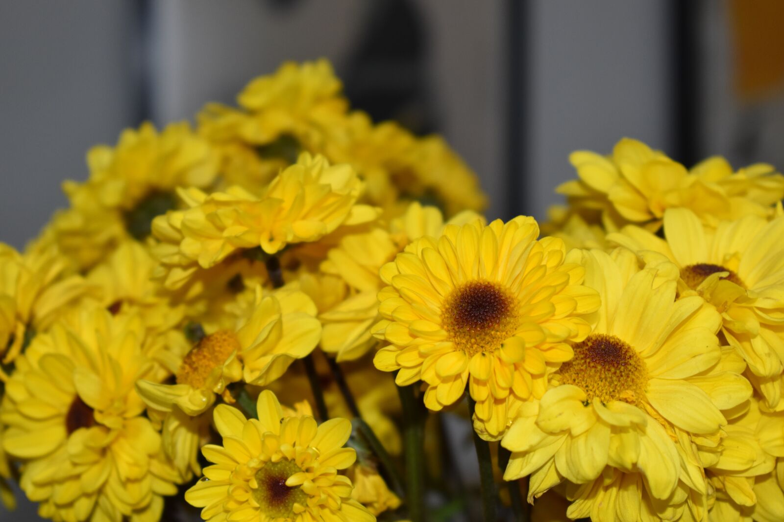 Nikon D5600 sample photo. Flowers, yellow, nature photography