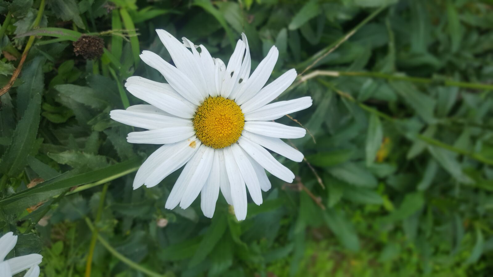 Samsung Galaxy S6 sample photo. Flor, naturaleza, jardin photography