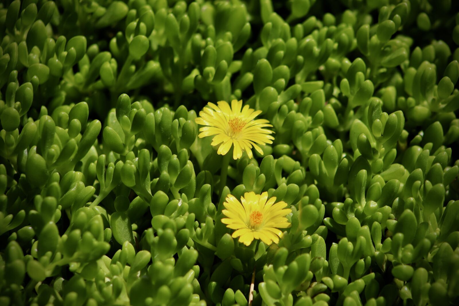 Canon EOS 800D (EOS Rebel T7i / EOS Kiss X9i) sample photo. Ice plant, delosperma's, flowers photography