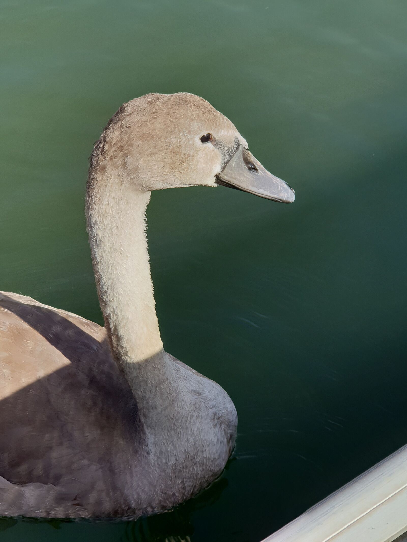 Samsung Galaxy S9+ sample photo. Swan, animal children, water photography