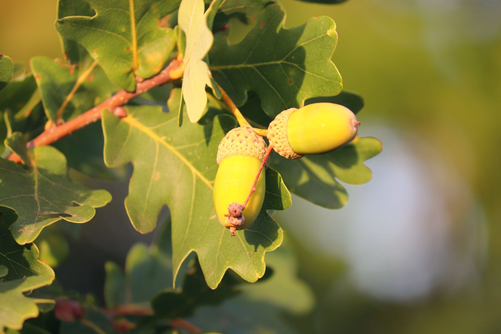 Canon EOS 200D (EOS Rebel SL2 / EOS Kiss X9) + Canon EF-S 55-250mm F4-5.6 IS II sample photo. Acorns, oak, quercus photography