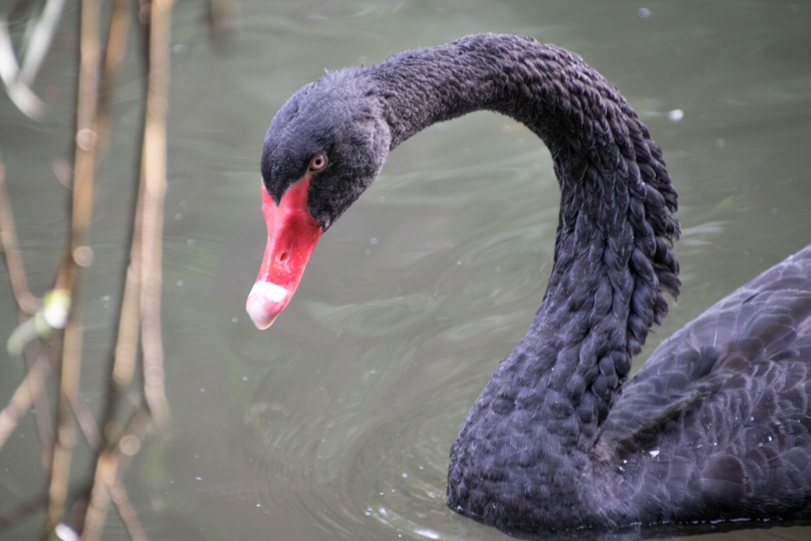 Canon EOS 7D Mark II sample photo. Swan, animal, plumage photography