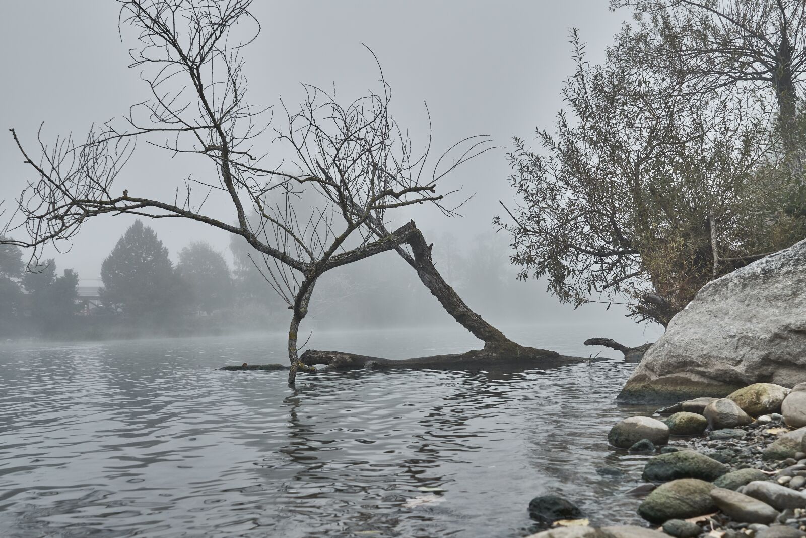 Sony a6300 sample photo. Fog, river, dead wood photography