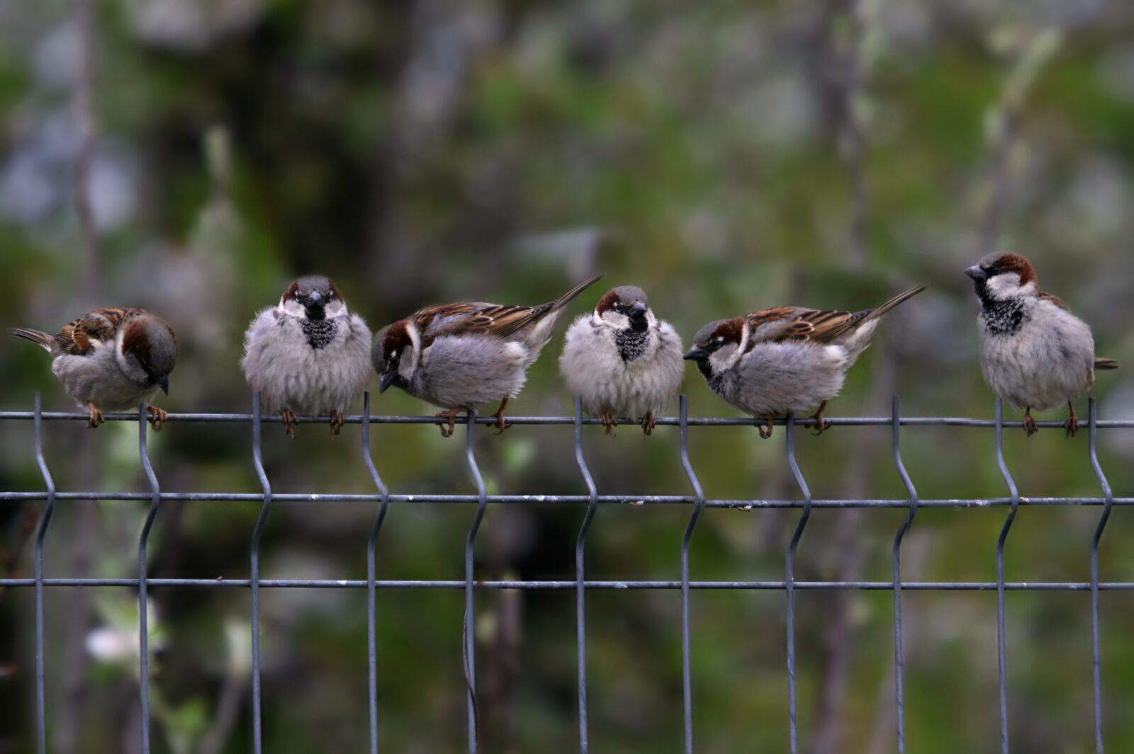 Canon EF 100-400mm F4.5-5.6L IS USM sample photo. Sparrow, fence, rest photography
