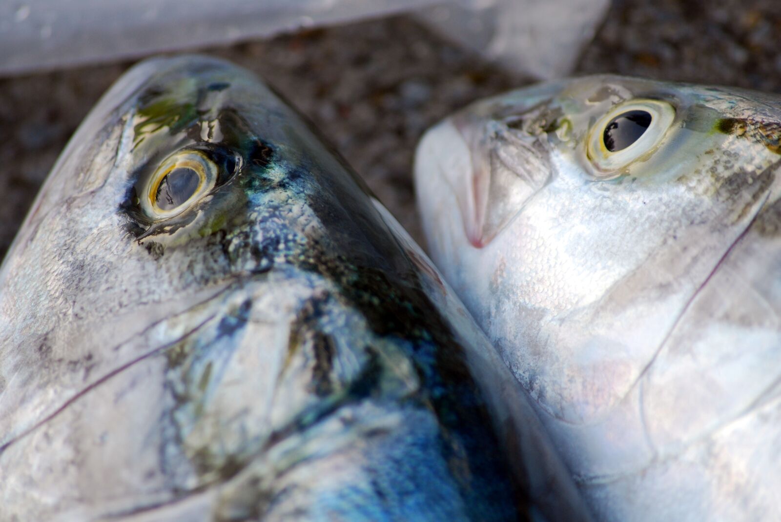 Nikon D60 sample photo. Fish, eyes, animal photography