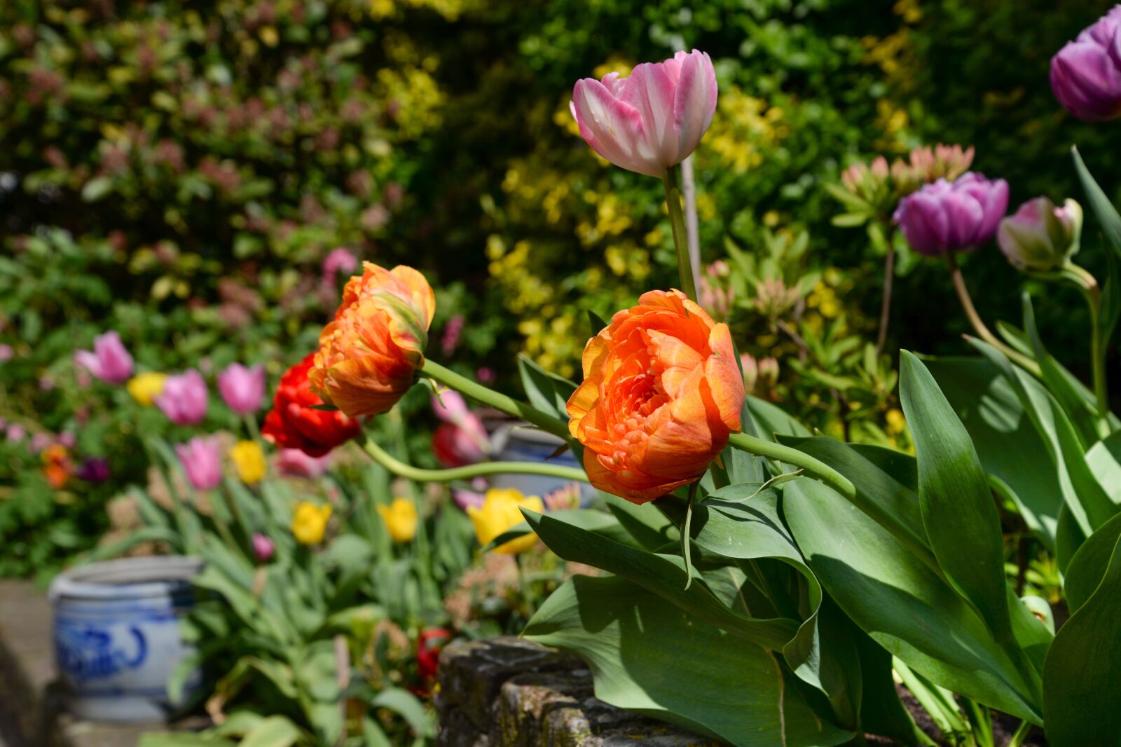Nikon D610 sample photo. Peony, rose, flower photography