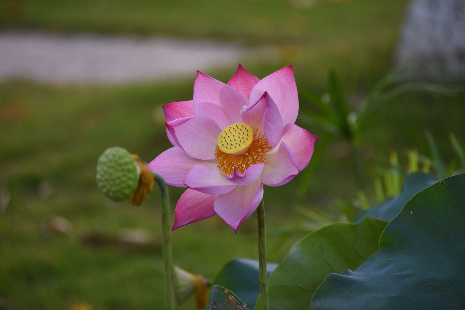Nikon D7200 sample photo. Lotus, flower, pond photography