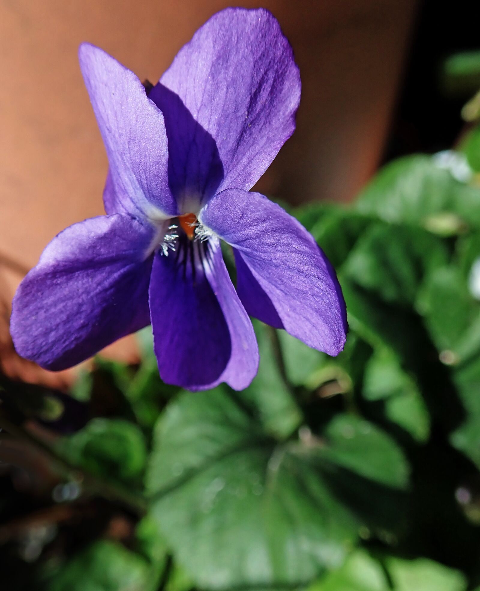 Olympus TG-5 sample photo. Violet, flower, purple photography