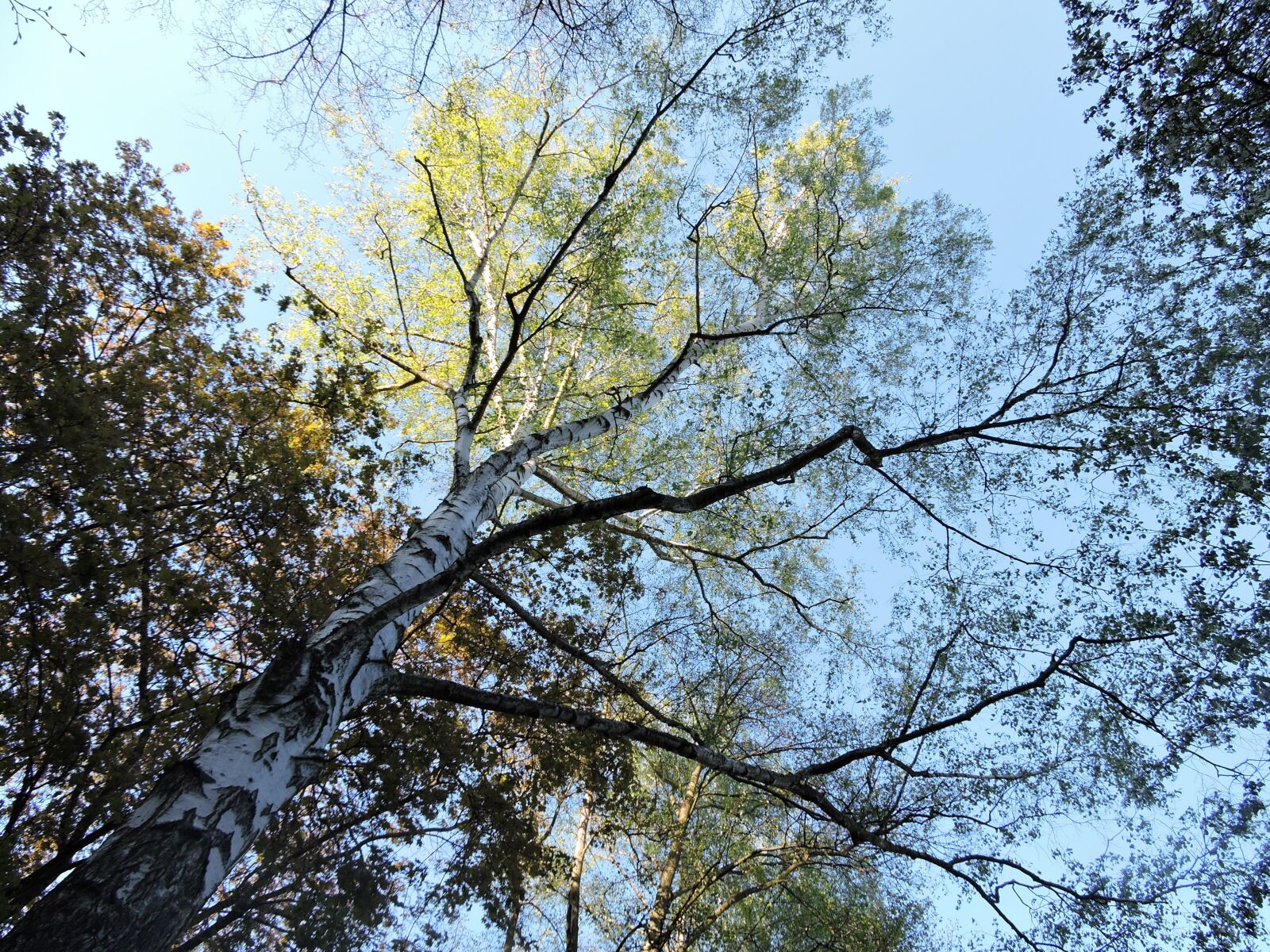 Nikon Coolpix P600 sample photo. Spring, trees, birch photography